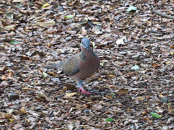 Barclay e1.JPG Barclay e1.JPG