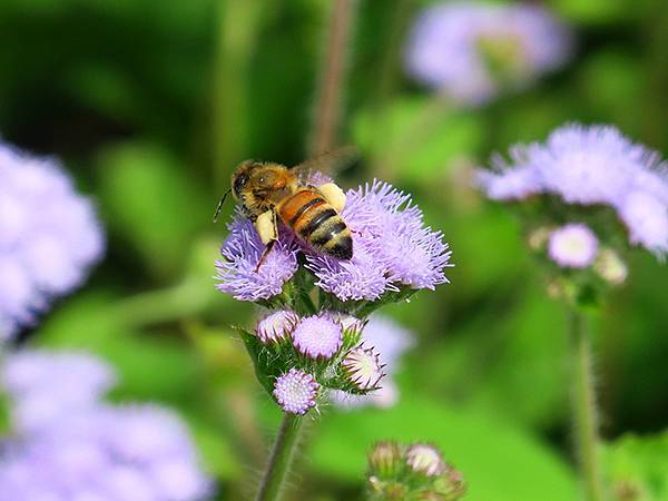 Barclay c5.JPG Barclay c5.JPG