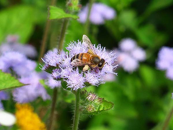 Barclay c6.JPG Barclay c6.JPG