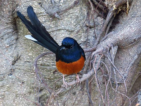 Barclay e6.JPG Barclay e6.JPG