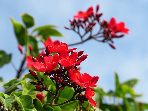 Barclay f3.JPG Barclay f3.JPG