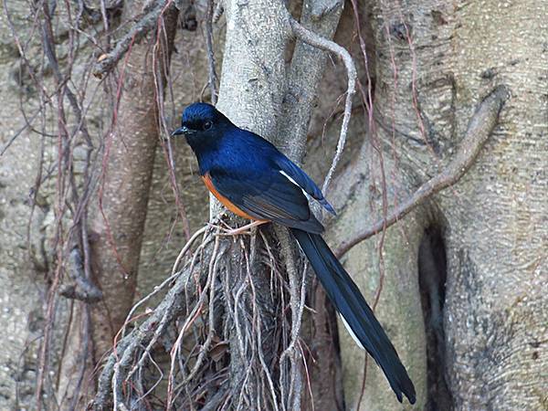 Barclay e5.JPG Barclay e5.JPG