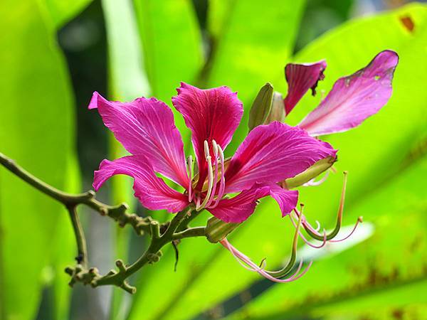 Barclay f1.JPG Barclay f1.JPG