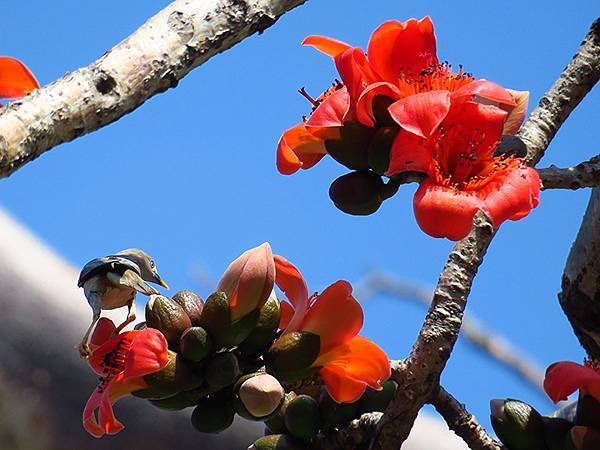 Barclay g2.JPG Barclay g2.JPG