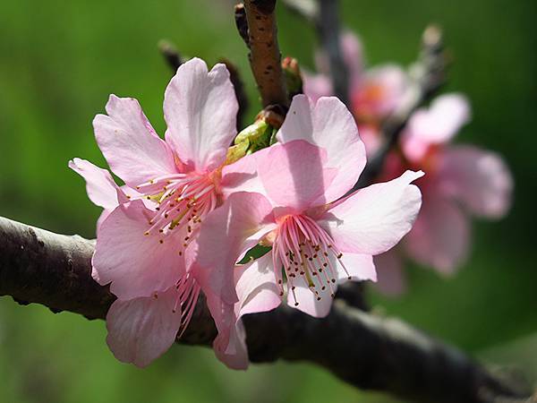 Barclay f5.JPG Barclay f5.JPG