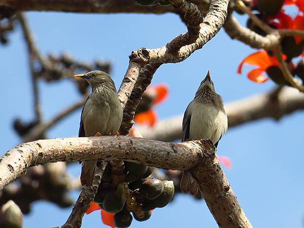 Barclay g3.JPG Barclay g3.JPG