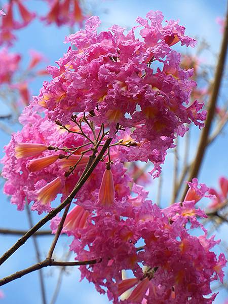 Barclay f4.JPG Barclay f4.JPG