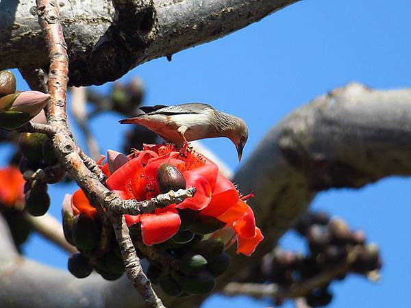 Barclay g1.JPG Barclay g1.JPG