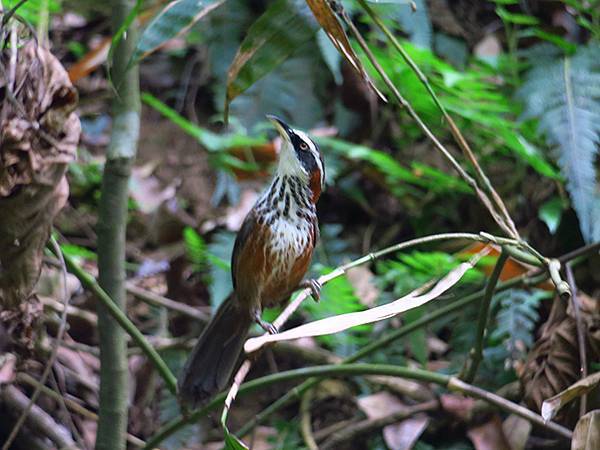 Sinhua g4.JPG Sinhua g4.JPG