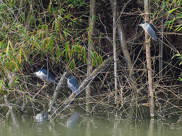 Sinhua g2.JPG Sinhua g2.JPG