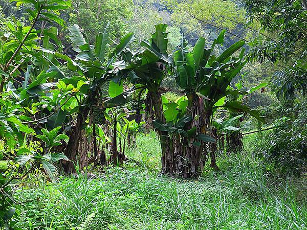 Sinhua f6.JPG Sinhua f6.JPG