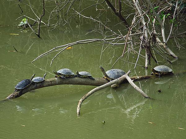 Sinhua g3.JPG Sinhua g3.JPG