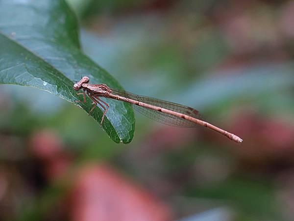 Sinhua g7.JPG Sinhua g7.JPG