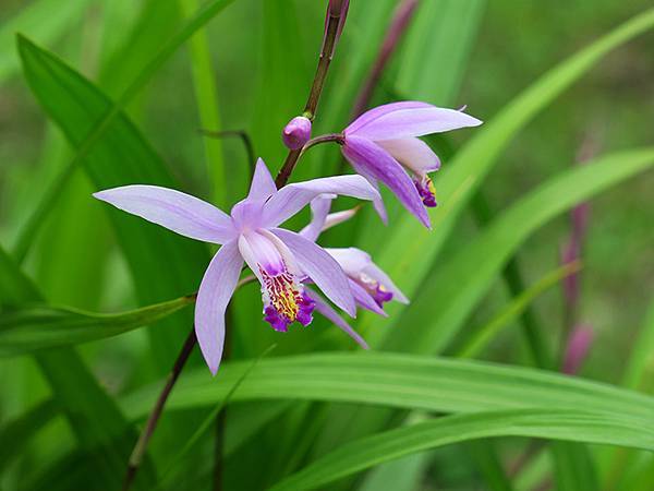 Sinhua h3.JPG Sinhua h3.JPG