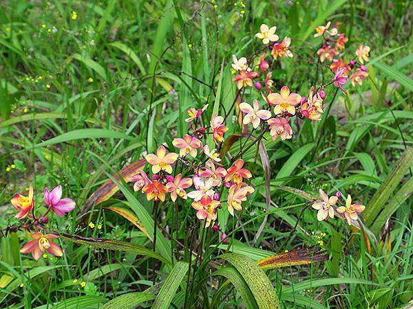 Sinhua h2.JPG Sinhua h2.JPG