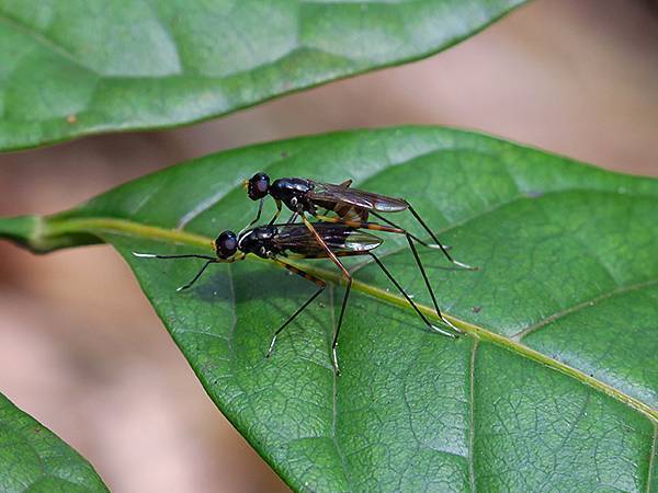 Sinhua g6.JPG Sinhua g6.JPG