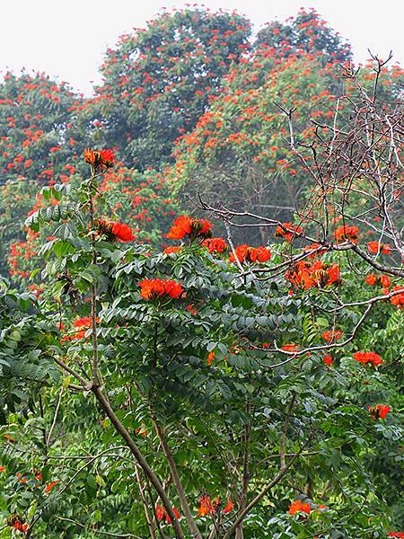 Sinhua j2.JPG Sinhua j2.JPG