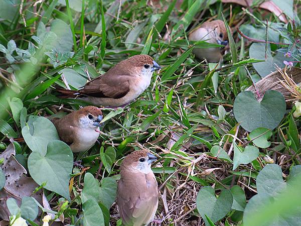 Sinhua j6.JPG Sinhua j6.JPG