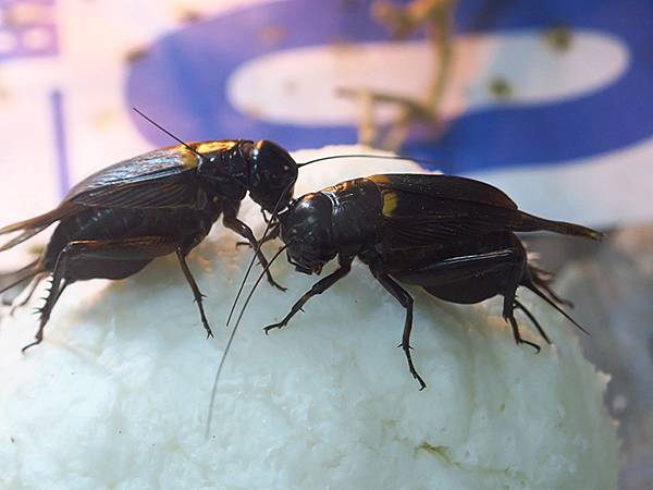 Sinhua j9.JPG Sinhua j9.JPG