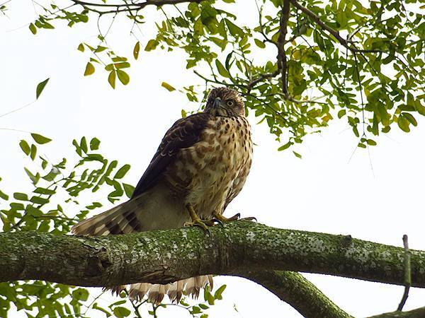 Sinhua j5.JPG Sinhua j5.JPG