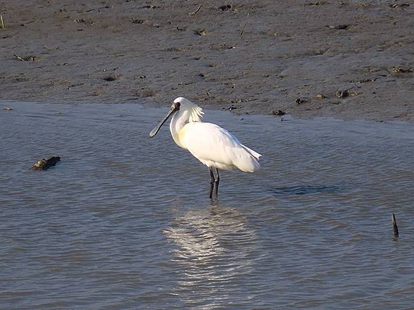 Luzhou Birds a3.JPG