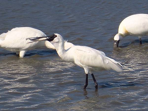 Luzhou Birds b6.JPG