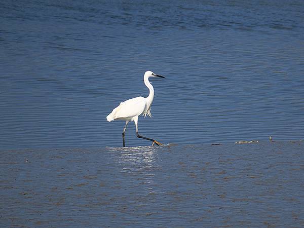 Luzhou Birds d6.JPG