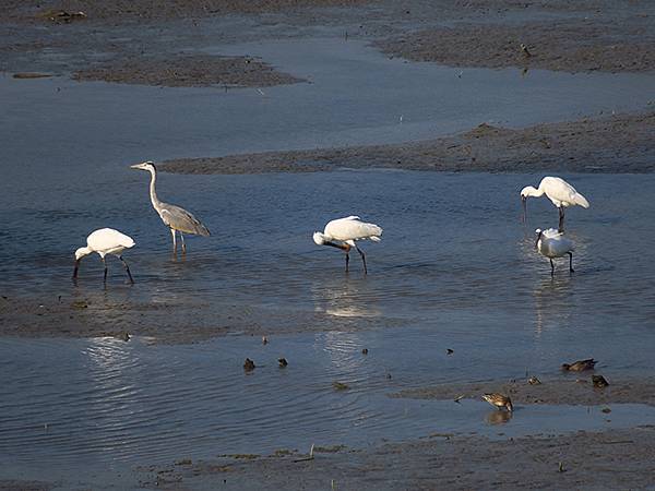 Luzhou Birds e5.JPG