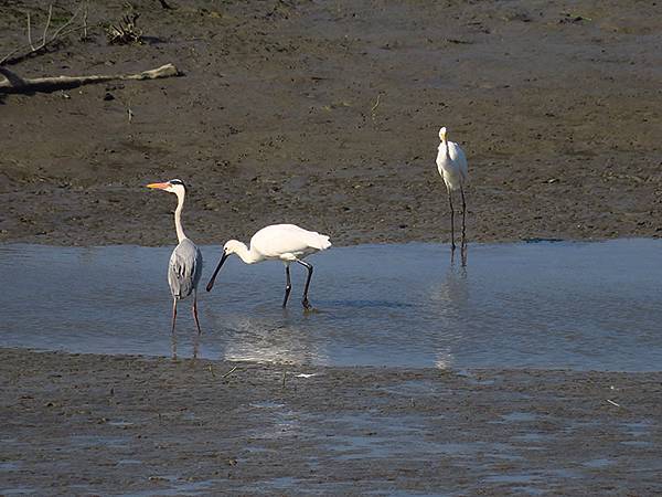 Luzhou Birds e7.JPG