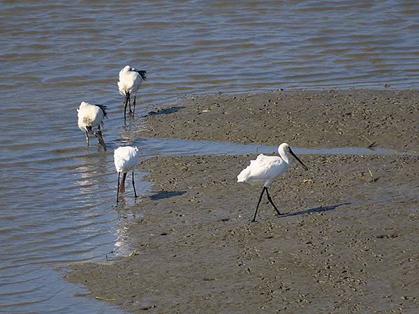 Luzhou Birds e8.JPG