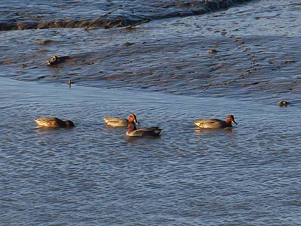 Luzhou Birds h7.JPG