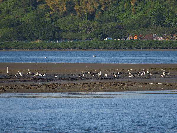 Luzhou Birds i8.JPG