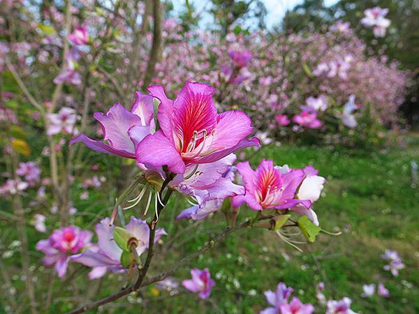 Tainan flowers a1.JPG