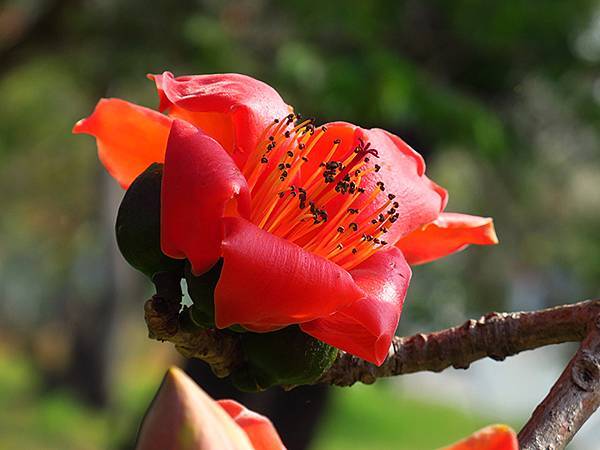 Tainan flowers c1.JPG