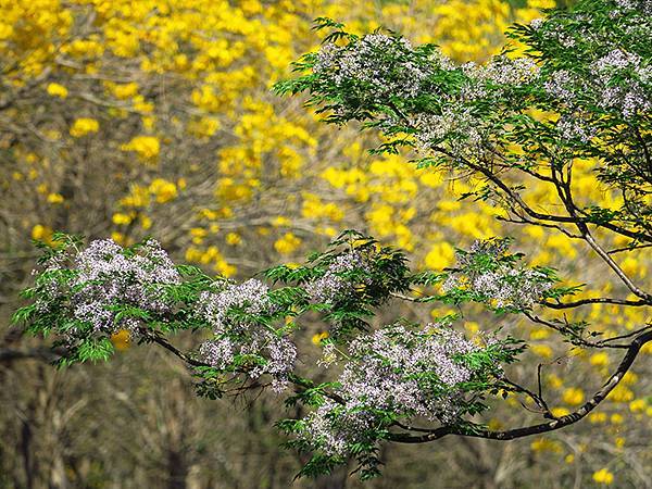 Tainan flowers f3.JPG