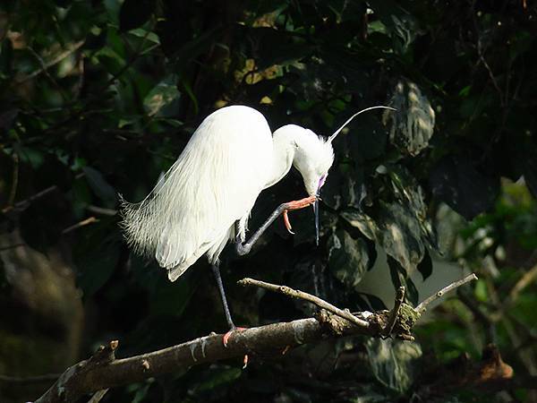 egret a4.JPG