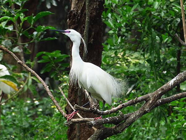 egret a9.JPG