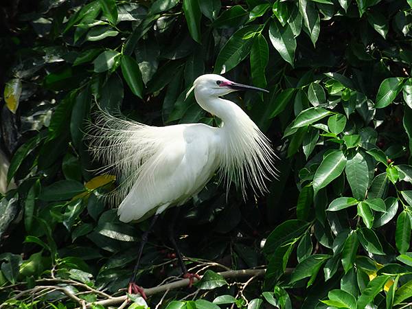 egret a7.JPG