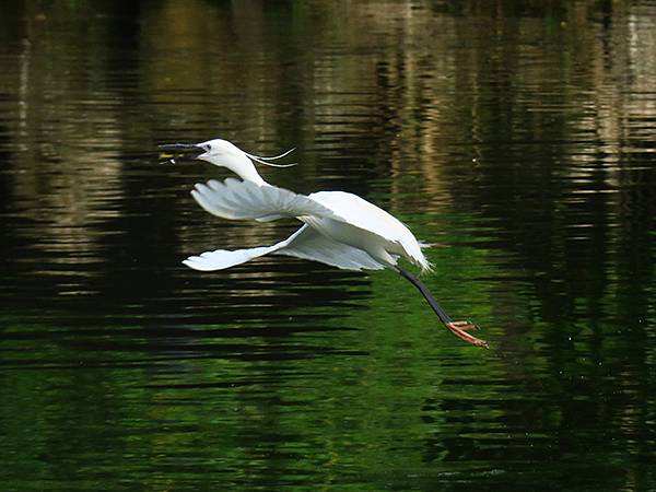 egret c1.JPG