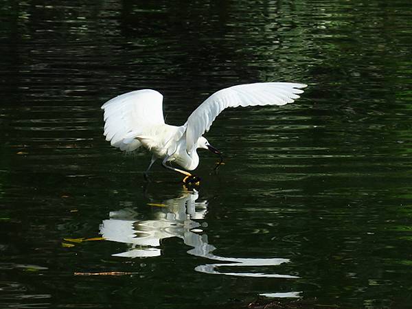 egret c5.JPG