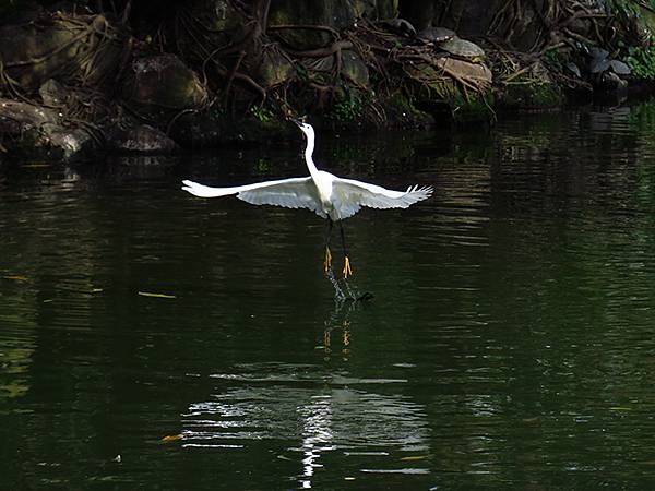 egret c8.JPG