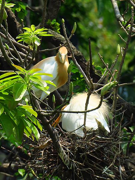 egret d7.JPG