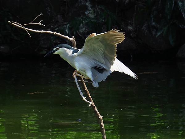 egret f1.JPG