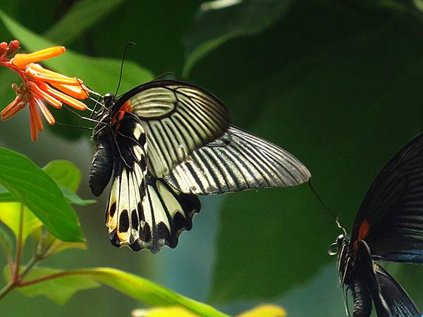 Butterfly a3.JPG