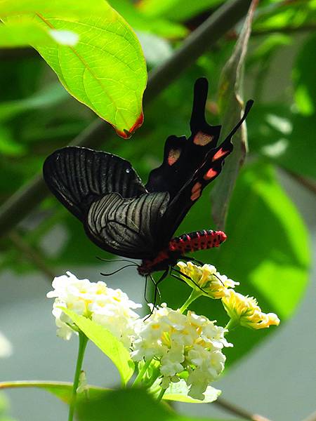 Butterfly b3.JPG