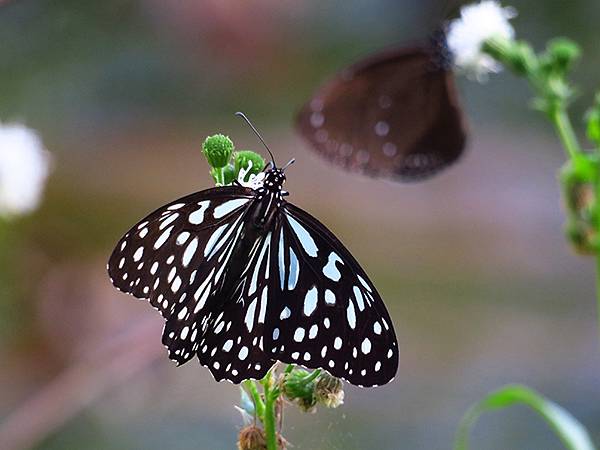 Butterfly e6.JPG