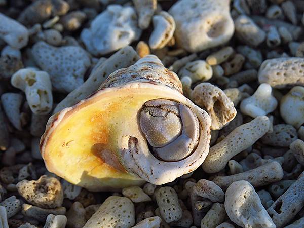 台灣‧墾丁(十三)‧港口海灘、大光沙灘等(Kengting 