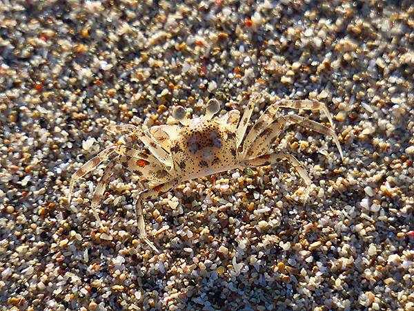 台灣‧墾丁(十三)‧港口海灘、大光沙灘等(Kengting 