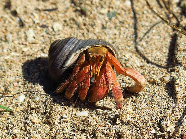 Hermit crab 2.JPG