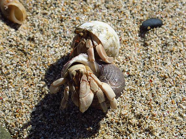 Hermit crab 26.JPG